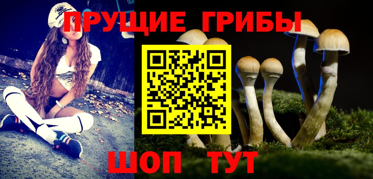 Галлюциногенные грибы Psilocybine cubensis  Вход с VPN  Гай  Псилоцибиновые грибы Psilocybe 
